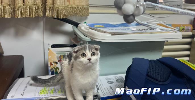 猫传腹有什么症状表现