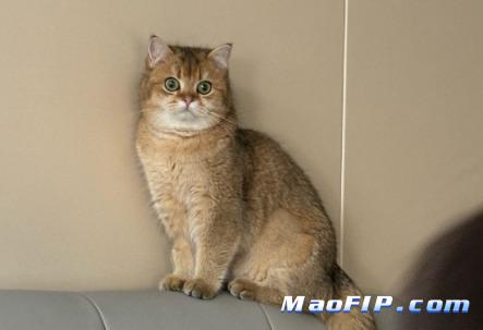 猫传腹441用量计量