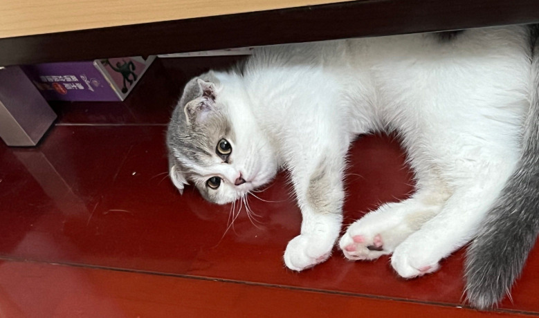 如何预防猫咪得传染性腹膜炎