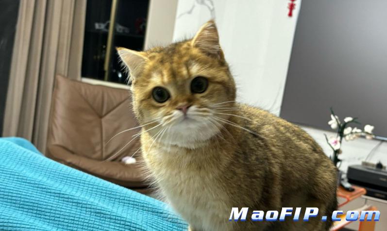 猫咪传腹发烧怎么办，症状如何判断