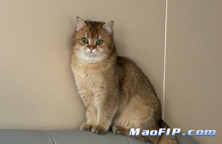 猫传腹吃消炎药就好了