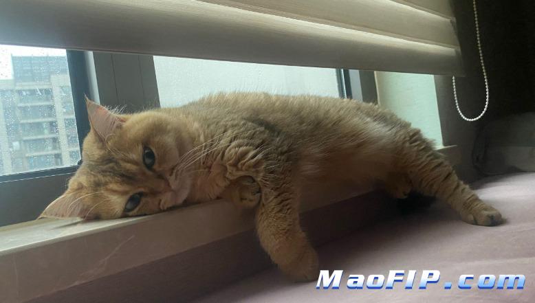 猫传染性腹膜炎病毒有哪些种类