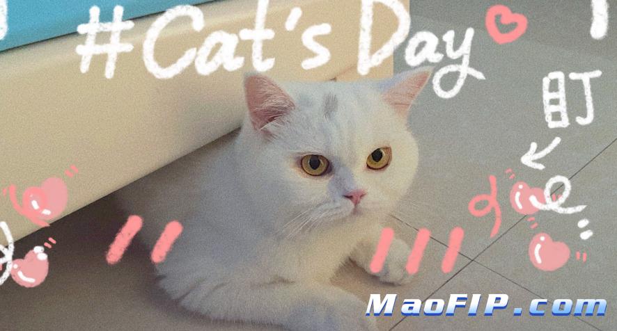 猫传染性腹膜炎的常见误诊疾病