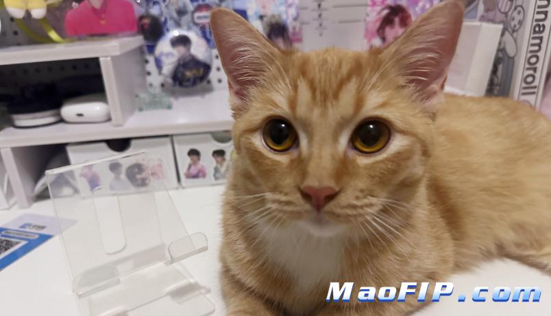 猫传染性腹膜炎特效药是什么药