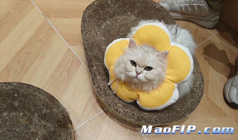 猫传腹治疗中病情加重了