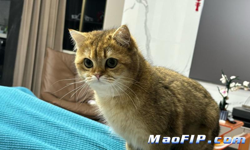 猫传腹后期怎么办