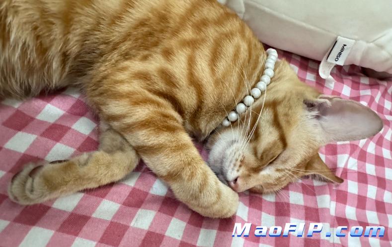 猫传腹的常见误诊疾病