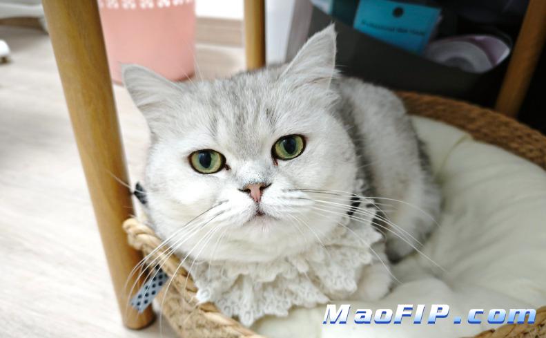 幼猫猫传腹用药安全吗