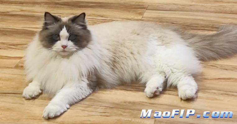 猫传染性腹膜炎猫咪需要吃处方粮吗