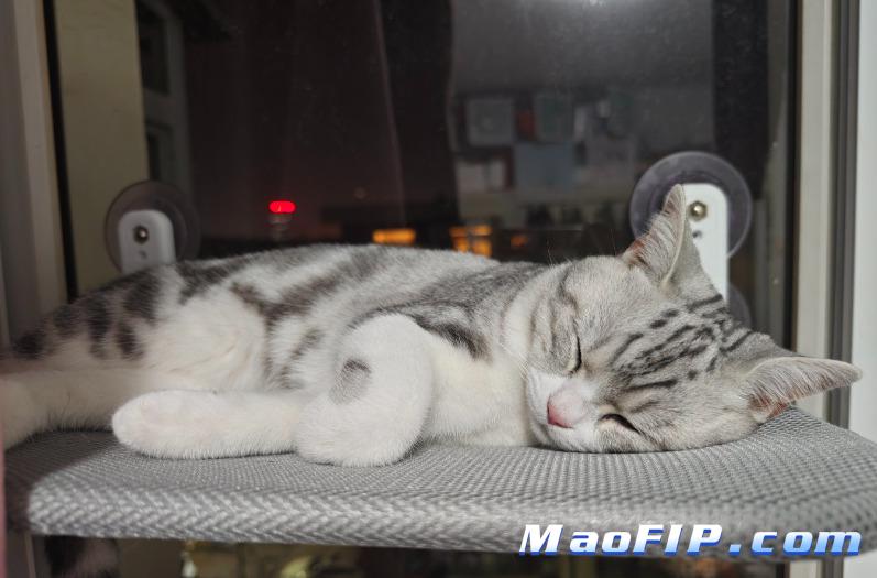 猫传腹治疗期间猫咪体重下降正常吗