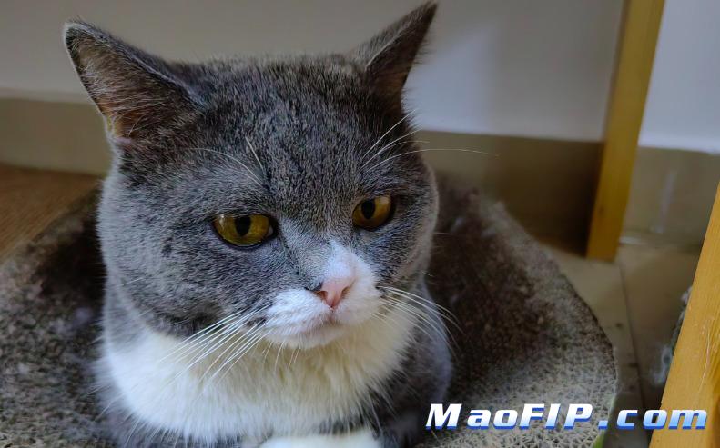 猫传腹诊断主要看哪些指标