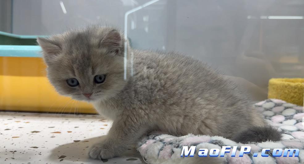 猫传腹441作用原理