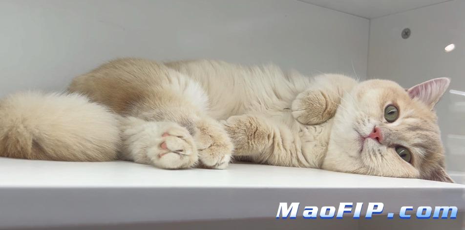 猫传染性腹膜炎治疗原则是什么