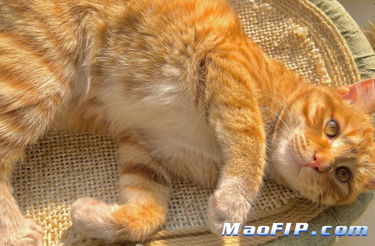 猫传染性腹膜炎诊断与治疗