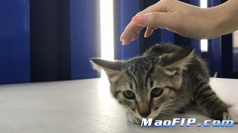 猫传染性腹膜炎症状体征是什么