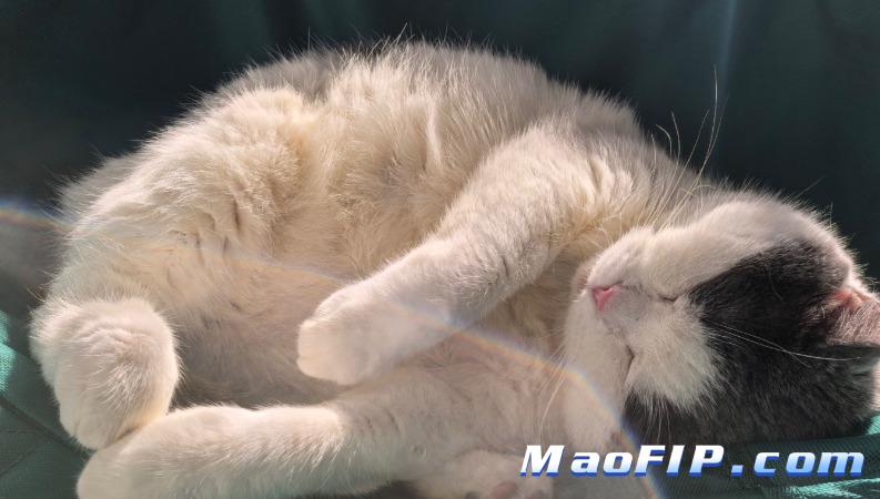 猫传腹(FIP)治疗很贵吗