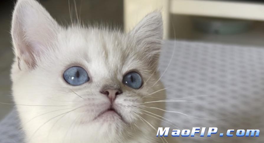 猫传腹需要打多久针