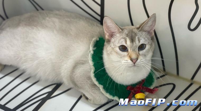 怎么得的猫传腹