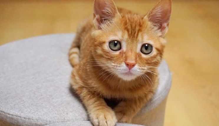 猫传腹早期症状有哪些表现