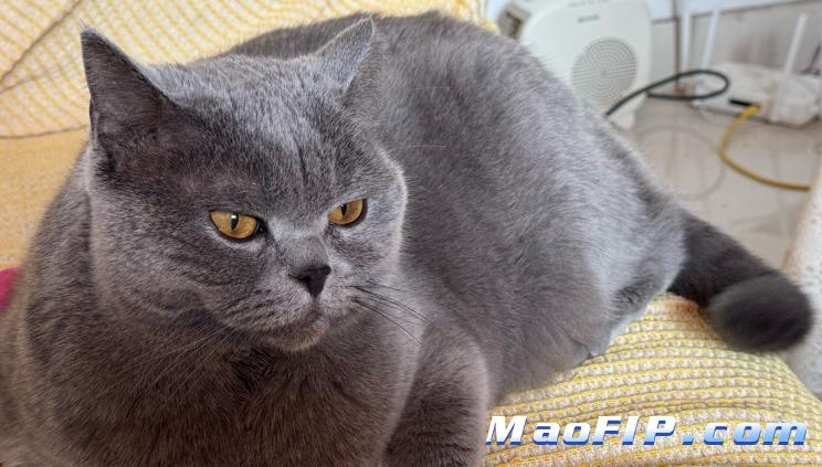 猫传腹能挺多久