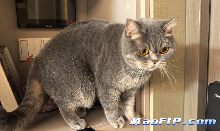 猫传腹治疗危险期