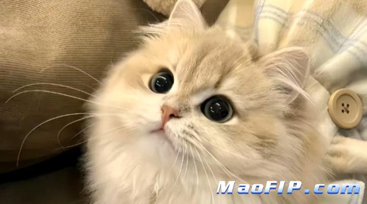 猫传腹(FIP)什么原因