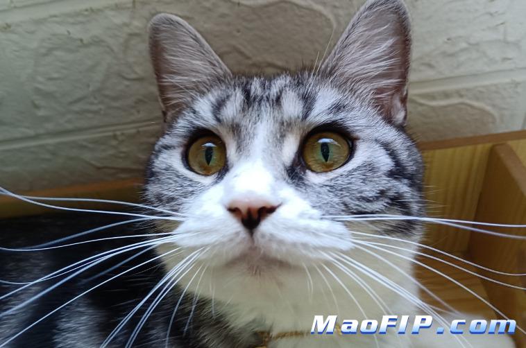 猫传染性腹膜炎病例b超表现