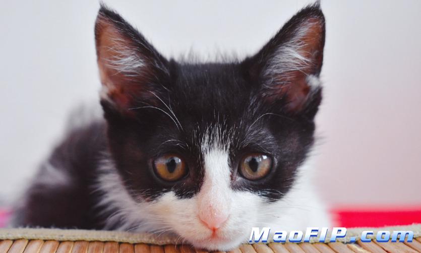 猫传腹441是什么药