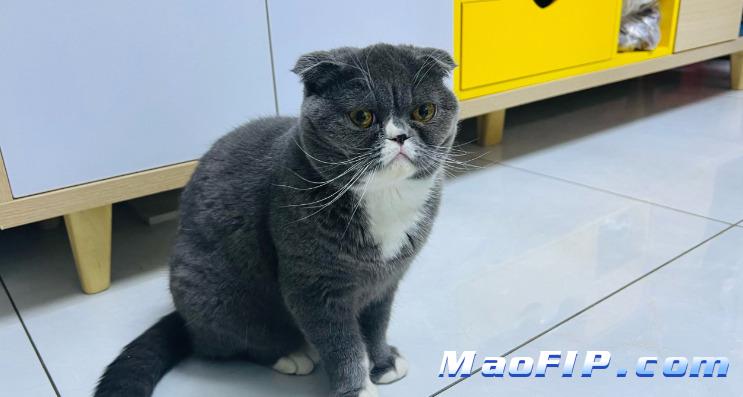 猫传腹适合吃什么猫粮