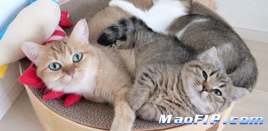 猫传腹期间猫咪能洗澡吗