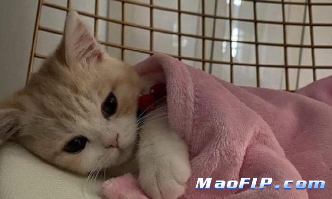 幼猫传腹怎么治