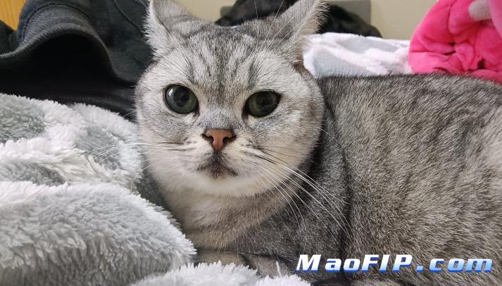 什么原因会得猫传腹