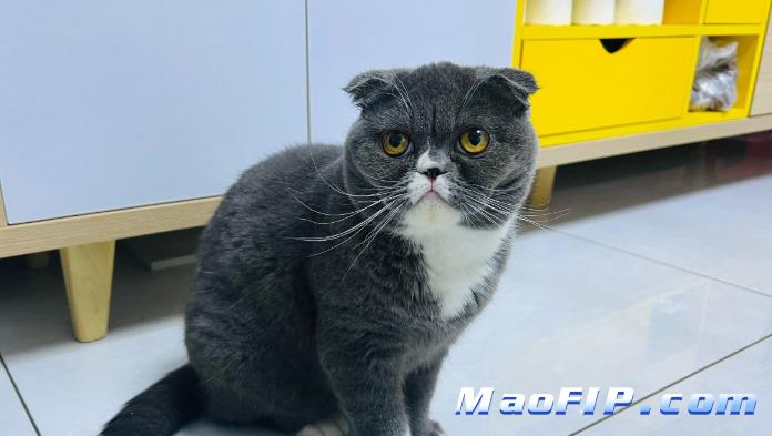 猫传腹护理注意事项