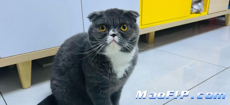 猫传腹症怎么治疗