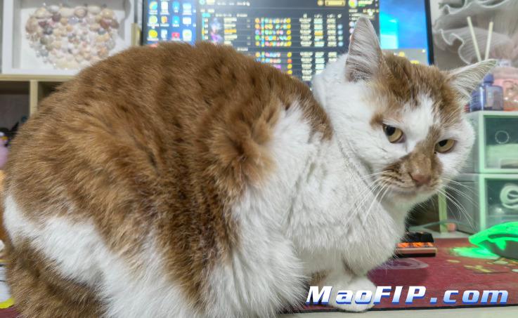 猫传腹治疗期间猫咪要注意什么 主人该怎么照顾