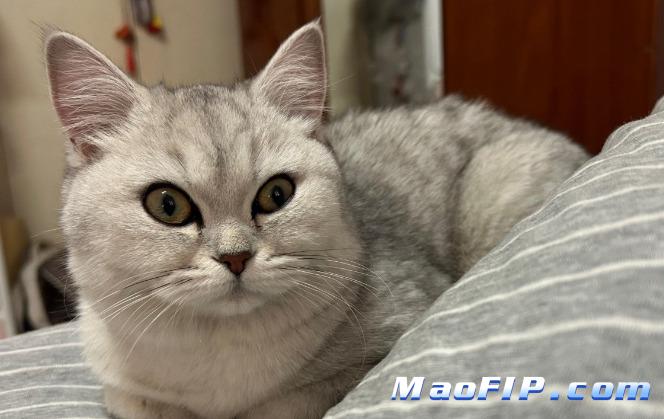 得了猫传腹(FIP)多久发病