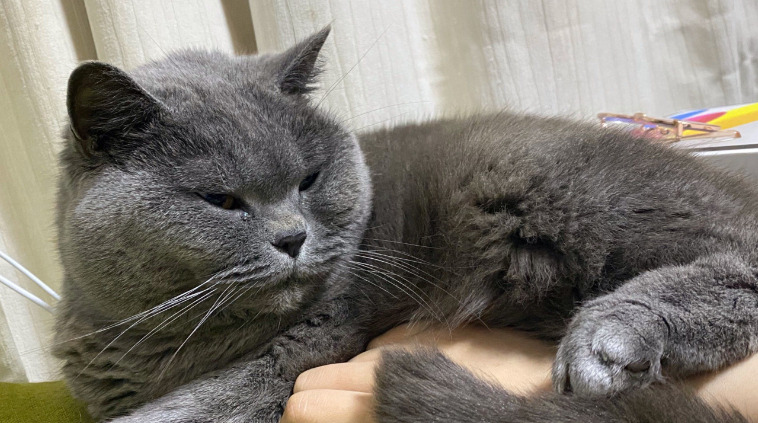 猫传腹是什么？如何做好防治工作