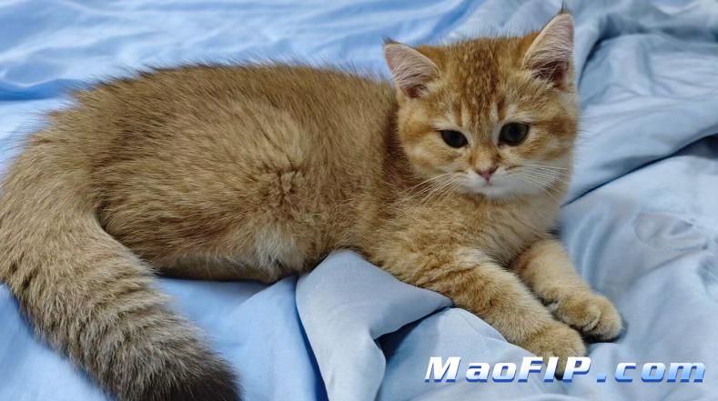 猫咪打疫苗能预防猫传腹吗