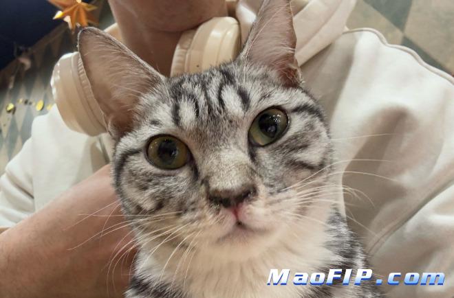 猫传腹441每天打针吗