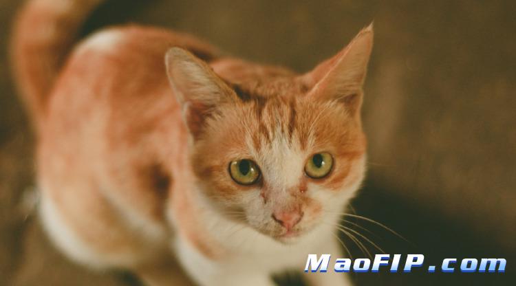 猫传腹有没有误诊为传腹的情况