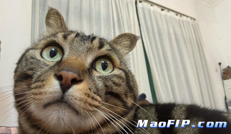 猫咪突然变化大要不要怀疑传腹