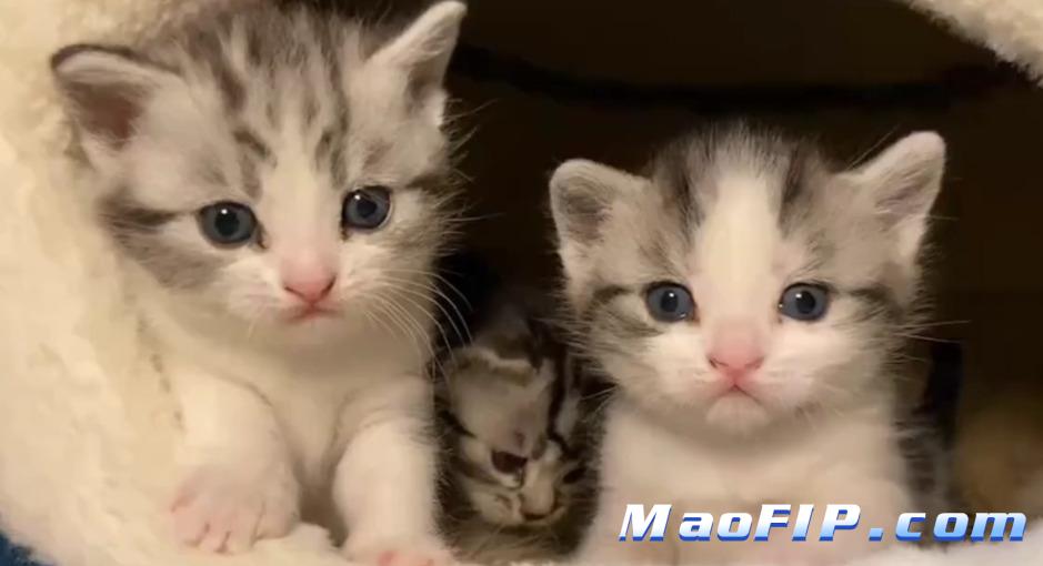 幼猫猫传腹最明显的症状