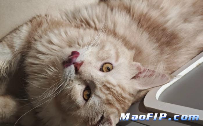 猫传腹的潜伏期多长