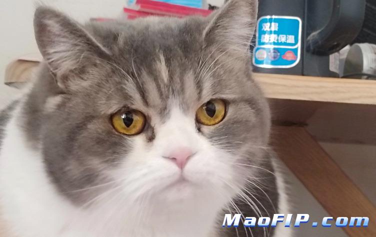 猫传腹的病因有哪些