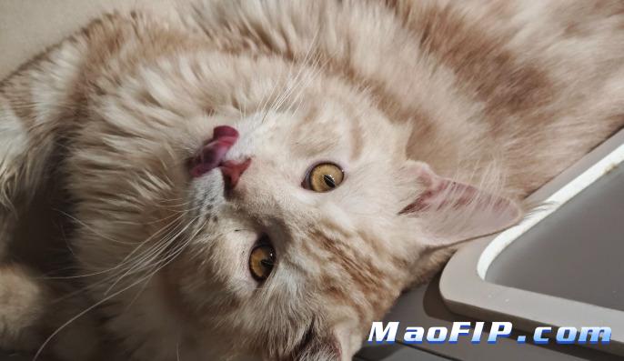 猫传腹传染吗家里有多只猫