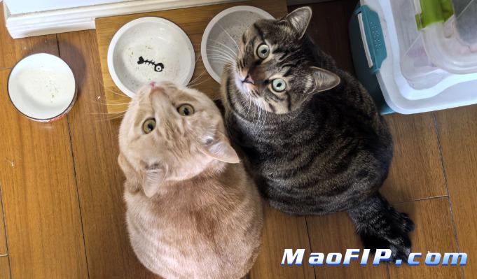 猫传腹药441多少钱一针