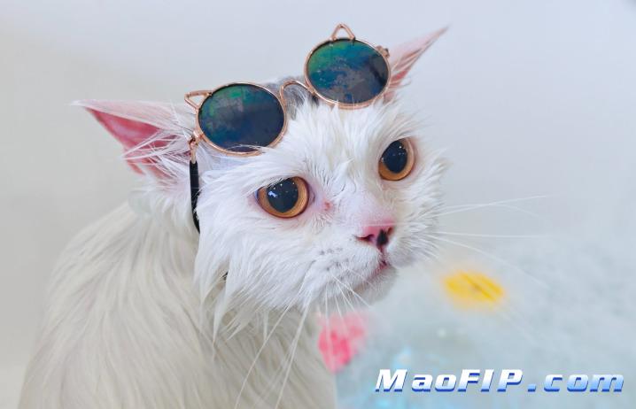 猫传腹GS-441524片剂和针药哪种好
