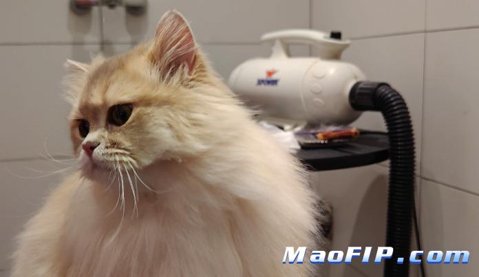 猫传腹打441后更虚弱了怎么办