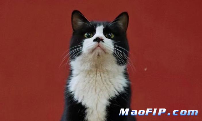 猫传腹的病毒变异与传播