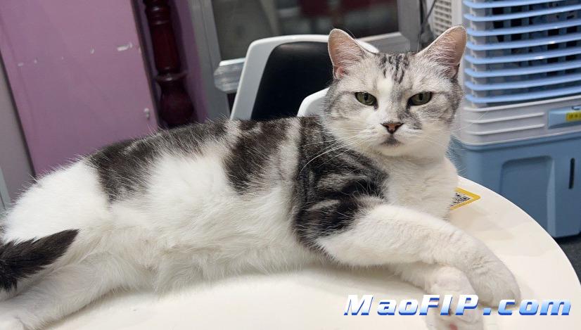 猫传腹什么症状